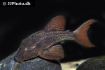 hypostomus khimaera hypostomus khimaera