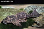 hypostomus latifrons hypostomus latifrons