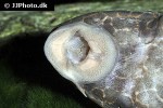 hypostomus latifrons hypostomus latifrons