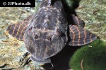 hypostomus latifrons hypostomus latifrons