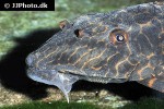 hypostomus latifrons hypostomus latifrons