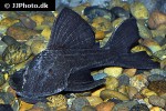 hypostomus latifrons hypostomus latifrons