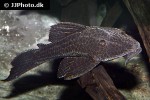 hypostomus latifrons hypostomus latifrons