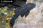 hypostomus latifrons hypostomus latifrons