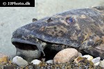 hypostomus latifrons hypostomus latifrons