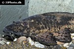 hypostomus latifrons hypostomus latifrons