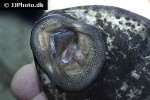 hypostomus latifrons hypostomus latifrons