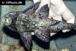 hypostomus latifrons hypostomus latifrons