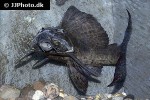 hypostomus latifrons hypostomus latifrons