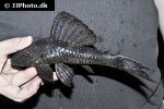 hypostomus latifrons hypostomus latifrons