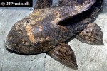 hypostomus latifrons hypostomus latifrons
