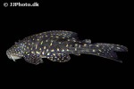 hypostomus luteomaculatus hypostomus luteomaculatus