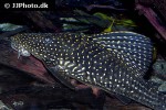 hypostomus luteomaculatus hypostomus luteomaculatus
