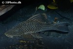 hypostomus luteomaculatus hypostomus luteomaculatus