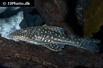 hypostomus luteomaculatus hypostomus luteomaculatus