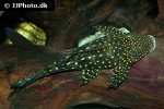 hypostomus luteomaculatus hypostomus luteomaculatus
