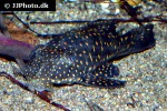 hypostomus luteomaculatus hypostomus luteomaculatus