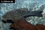 hypostomus luteomaculatus hypostomus luteomaculatus