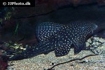 hypostomus luteomaculatus hypostomus luteomaculatus
