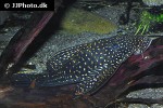 hypostomus luteomaculatus hypostomus luteomaculatus