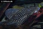 hypostomus luteomaculatus hypostomus luteomaculatus