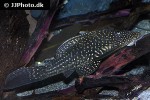 hypostomus luteomaculatus hypostomus luteomaculatus