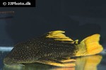 hypostomus luteus hypostomus luteus