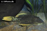 hypostomus luteus hypostomus luteus