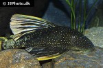 hypostomus luteus hypostomus luteus