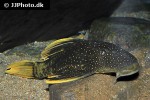 hypostomus luteus hypostomus luteus