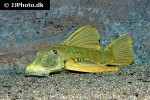 hypostomus luteus hypostomus luteus