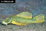 hypostomus luteus hypostomus luteus