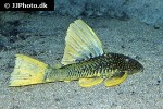 hypostomus luteus hypostomus luteus