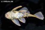 hypostomus luteus hypostomus luteus