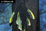 hypostomus luteus hypostomus luteus