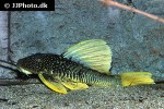 hypostomus luteus hypostomus luteus