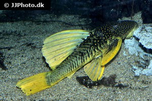 Hypostomus / Plecostomus types