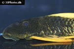 hypostomus luteus hypostomus luteus