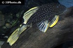 hypostomus luteus hypostomus luteus