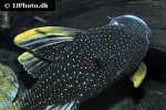 hypostomus luteus hypostomus luteus