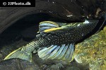 hypostomus luteus hypostomus luteus