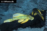 hypostomus luteus hypostomus luteus