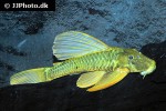 hypostomus luteus hypostomus luteus