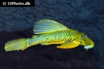 hypostomus luteus hypostomus luteus
