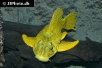 hypostomus luteus hypostomus luteus