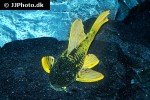 hypostomus luteus hypostomus luteus