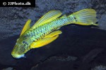 hypostomus luteus hypostomus luteus