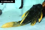 hypostomus luteus hypostomus luteus