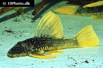 hypostomus luteus hypostomus luteus