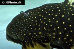 hypostomus luteus hypostomus luteus